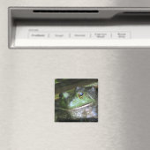 Aimant Grenouille-taureau américaine (In Situ (Lave-vaisselle))