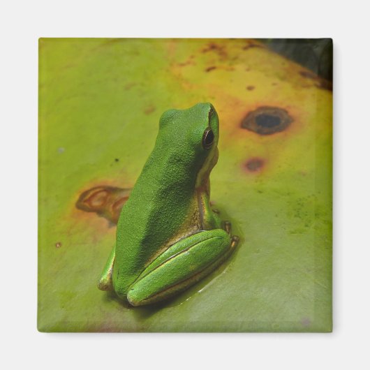 Aimant grenouille verte (Devant)