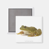 Aimant Grenouille verte commune (Recto/Verso)