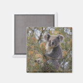 Aimant Grevillea Koala Bear, (Recto/Verso)