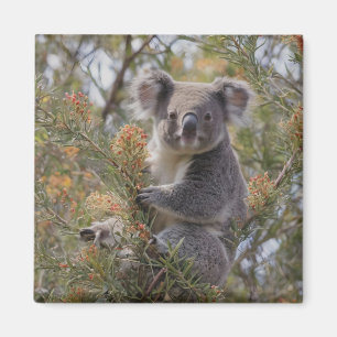 Aimant Grevillea Koala Bear,