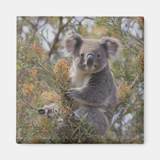 Aimant Grevillea Koala Bear, (Devant)