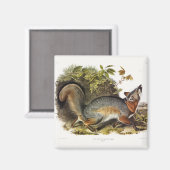Aimant Grey Fox / Grey Fox Audubon's American Quadrupeds (Recto/Verso)