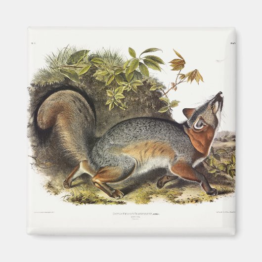 Aimant Grey Fox / Grey Fox Audubon's American Quadrupeds (Devant)