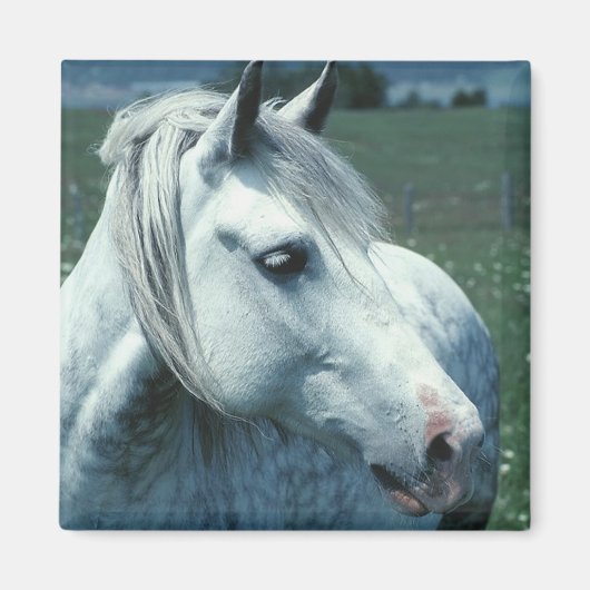 Aimant Gris appâté dans un pâturage fleuri (Devant)