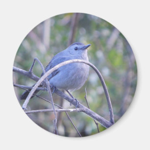 Aimant Gris Catbird Safety Port Amateurs d'oiseaux