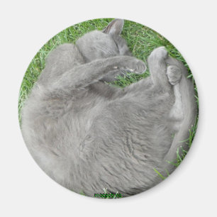 Aimant gris de petit somme de chat