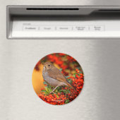 Aimant Grive solitaire oiseau chanteur sur pyracantha éca (In Situ (Lave-vaisselle))