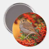 Aimant Grive solitaire oiseau chanteur sur pyracantha éca (Recto/Verso)