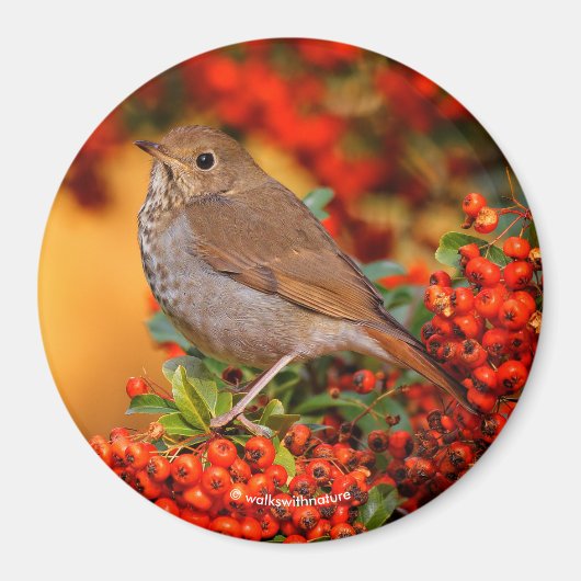 Aimant Grive solitaire oiseau chanteur sur pyracantha éca (Devant)