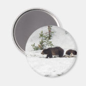 Aimant Grizzlis (Recto/Verso)