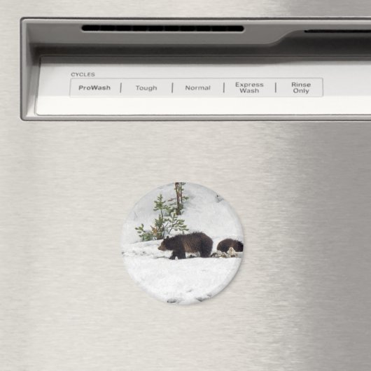 Aimant Grizzlis (In Situ (Lave-vaisselle))