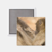 Aimant Grooming baboons (Recto/Verso)