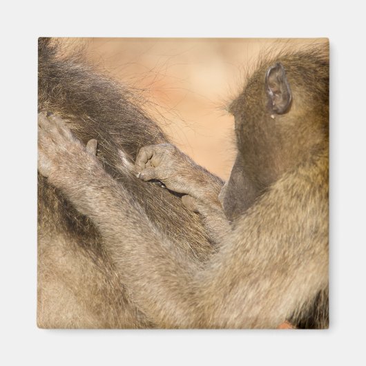 Aimant Grooming baboons (Devant)