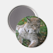 Aimant Gros chats - 11 (Recto/Verso)