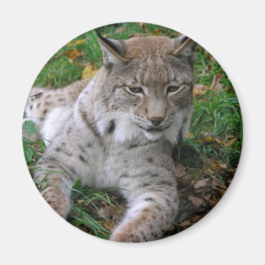 Aimant Gros chats - 11 (Devant)