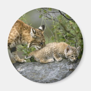 Aimant Gros Chats - 9