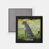 Aimant Gros Chats Sauvages Design amateur d'animaux (Recto/Verso)