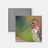 Aimant Gros colibri Gros plan (Recto/Verso)