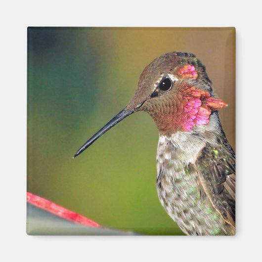 Aimant Gros colibri Gros plan (Devant)