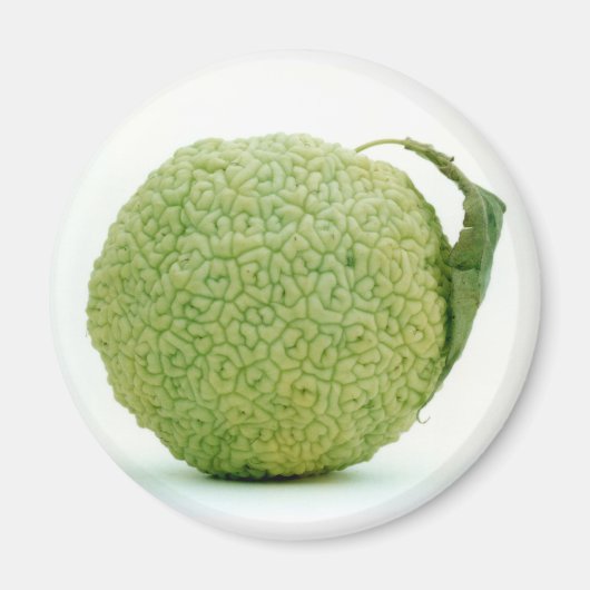 Aimant Gros héraut vert (Devant)