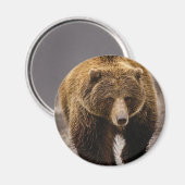 Aimant gros ours brun (Recto/Verso)