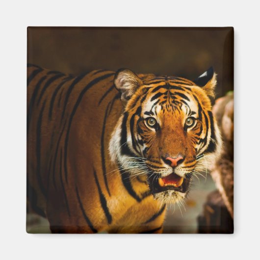 Aimant Gros plan (Devant)