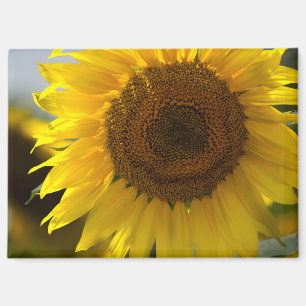 Aimant - Gros plan de beau tournesol jaune