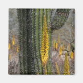 Aimant Gros Plan De Cactus Et D'Agave (Devant)