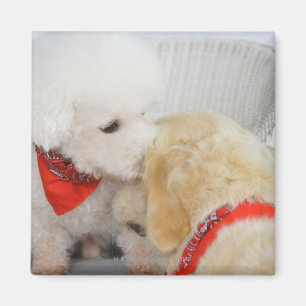Aimant Gros plan de deux chiens