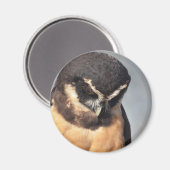 Aimant Gros plan de la Chouette Spectaculaire regardant e (Recto/Verso)