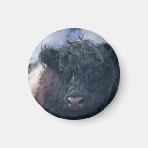 Aimant Gros plan de la vache à ceinture noire et blanche