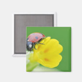 Aimant Gros plan de Ladybug (Recto/Verso)