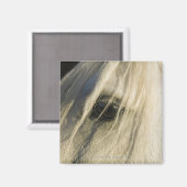 Aimant Gros plan de l'oeil du cheval (Recto/Verso)