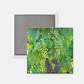 Aimant Gros plan de raisins en maturation (Recto/Verso)