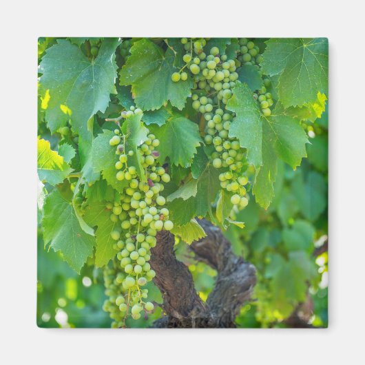 Aimant Gros plan de raisins en maturation (Devant)
