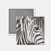 Aimant Gros plan de zèbre (Recto/Verso)
