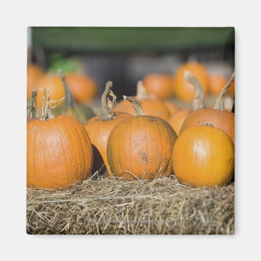 Aimant Gros plan des citrouilles (Devant)