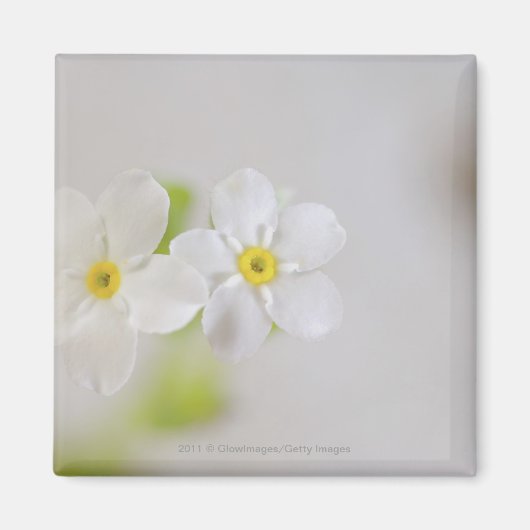 Aimant Gros plan des fleurs (Devant)