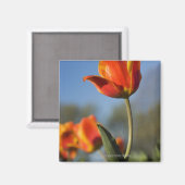 Aimant Gros plan des fleurs de tulipes (Recto/Verso)