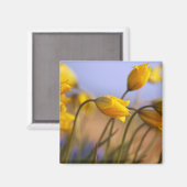 Aimant Gros plan des jonquilles (Recto/Verso)