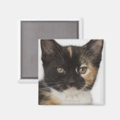Aimant Gros plan du chaton (Recto/Verso)