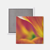 Aimant Gros plan du dessous de la fleur de tulipe, 4 (Recto/Verso)