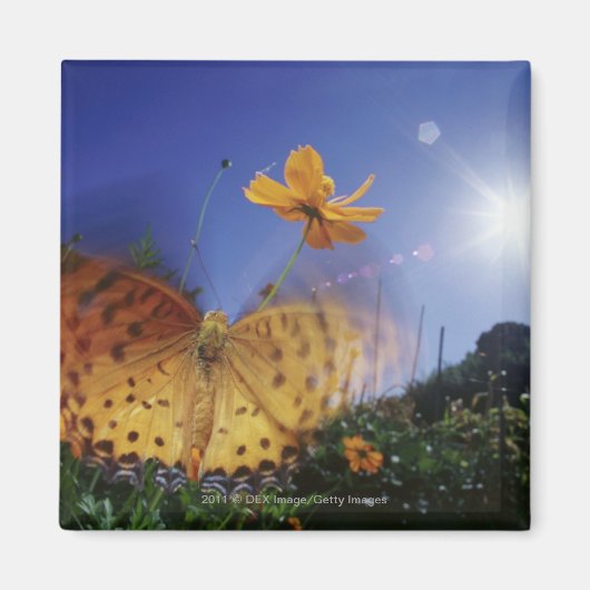 Aimant Gros plan du papillon, ailes battant (Devant)