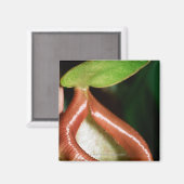 Aimant Gros plan du plante de lanceur (Recto/Verso)