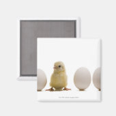 Aimant Gros plan d'un bébé poussin avec trois oeufs (Recto/Verso)
