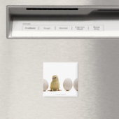 Aimant Gros plan d'un bébé poussin avec trois oeufs (In Situ (Lave-vaisselle))