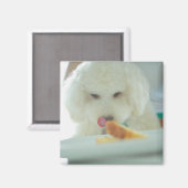 Aimant Gros plan d'un caniche miniature mangeant de la no (Recto/Verso)