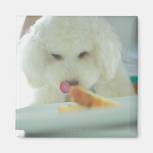 Aimant Gros plan d'un caniche miniature mangeant de la no (Devant)