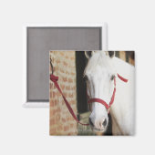 Aimant Gros plan d'un cheval 2 (Recto/Verso)